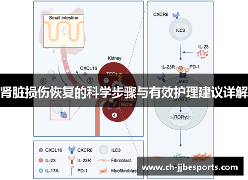 肾脏损伤恢复的科学步骤与有效护理建议详解